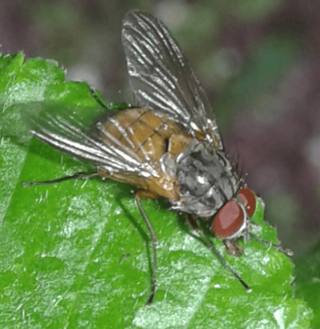 Muscidae : Phaonia sp.? Si, maschio